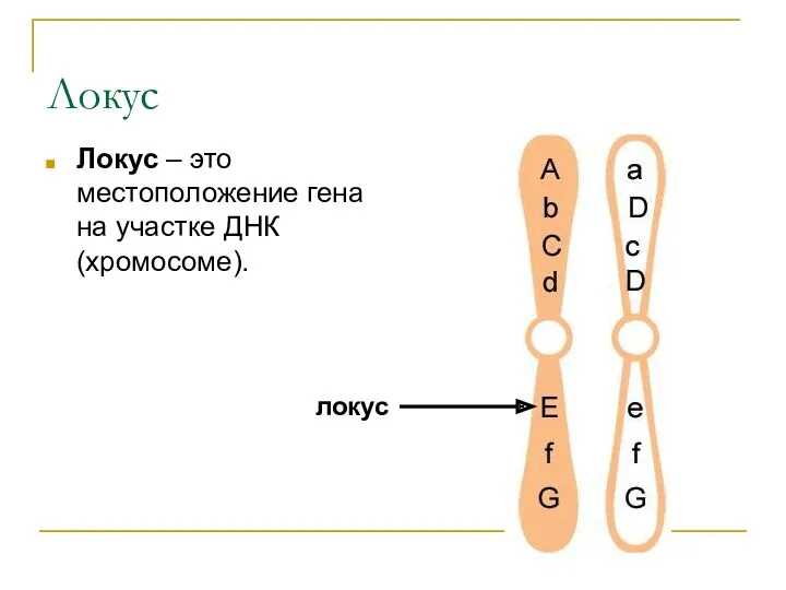 Локус Локус – это местоположение гена на участке ДНК (хромосоме). локус