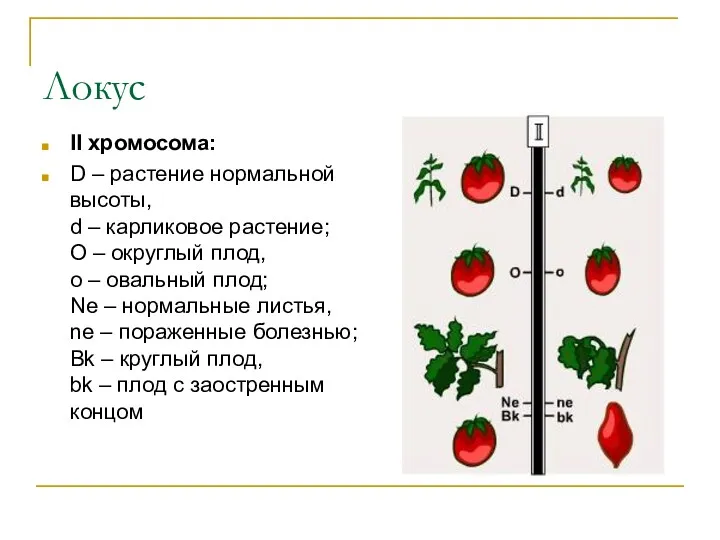 Локус II хромосома: D – растение нормальной высоты, d –