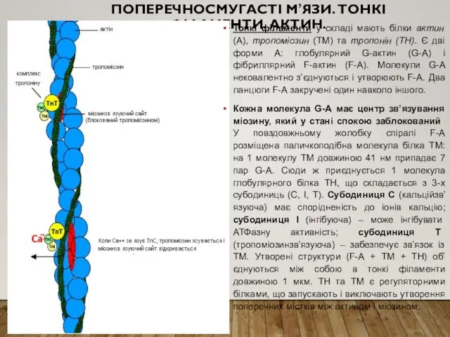 ПОПЕРЕЧНОСМУГАСТІ М’ЯЗИ. ТОНКІ ФІЛАМЕНТИ. АКТИН. Тонкі філаменти у складі мають