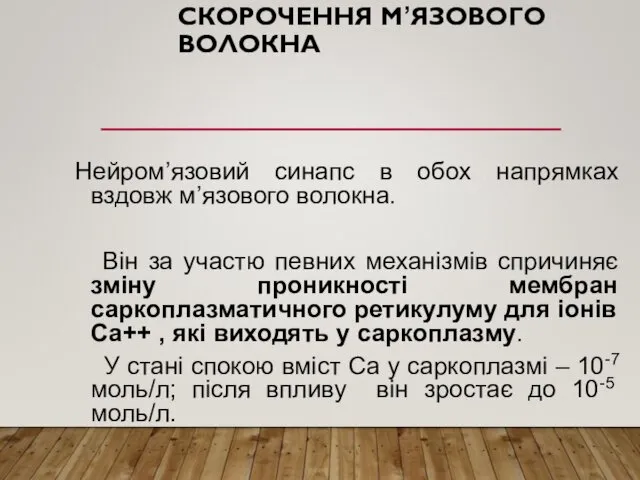 СКОРОЧЕННЯ М’ЯЗОВОГО ВОЛОКНА Нейром’язовий синапс в обох напрямках вздовж м’язового