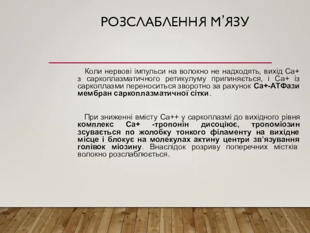 РОЗСЛАБЛЕННЯ М’ЯЗУ Коли нервові імпульси на волокно не надходять, вихід