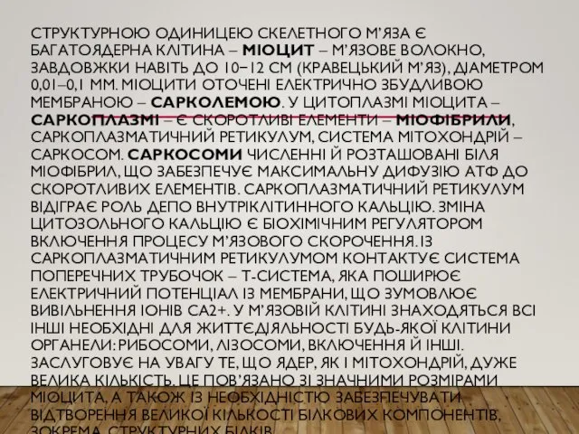 СТРУКТУРНОЮ ОДИНИЦЕЮ СКЕЛЕТНОГО М’ЯЗА Є БАГАТОЯДЕРНА КЛІТИНА – МІОЦИТ –