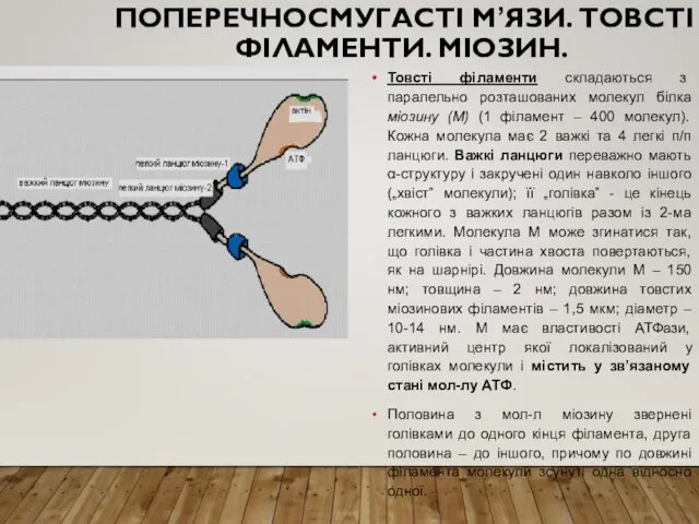 ПОПЕРЕЧНОСМУГАСТІ М’ЯЗИ. ТОВСТІ ФІЛАМЕНТИ. МІОЗИН. Товсті філаменти складаються з паралельно