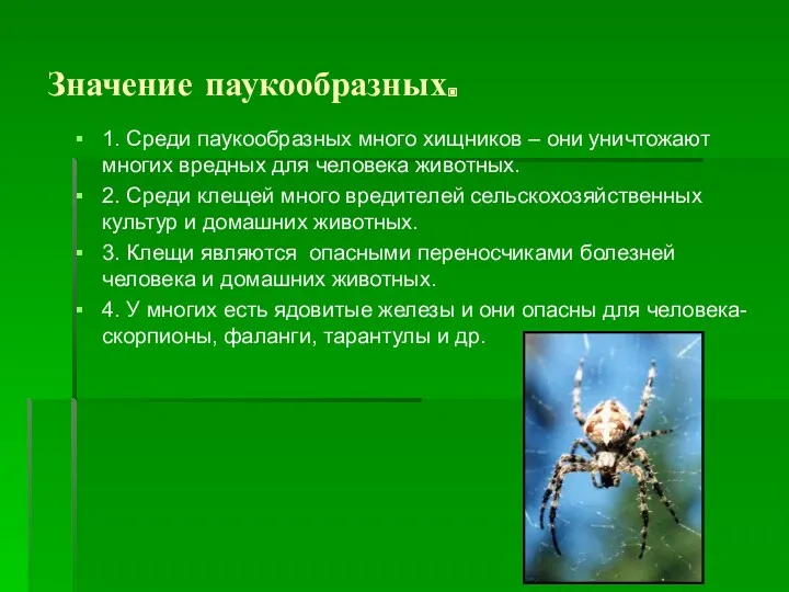 Значение паукообразных. 1. Среди паукообразных много хищников – они уничтожают многих вредных для