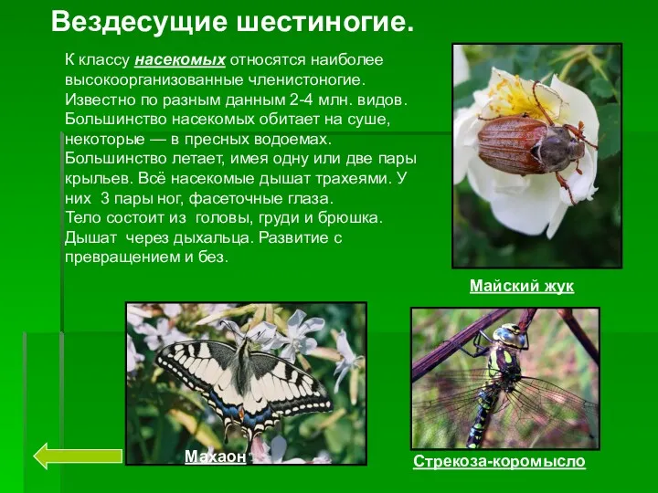 Вездесущие шестиногие. Майский жук Стрекоза-коромысло Махаон К классу насекомых относятся наиболее высокоорганизованные членистоногие.
