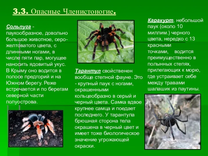 3.3. Опасные Членистоногие. Сольпуга - паукообразное, довольно большое животное, серо-желтоватого цвета, с длинными