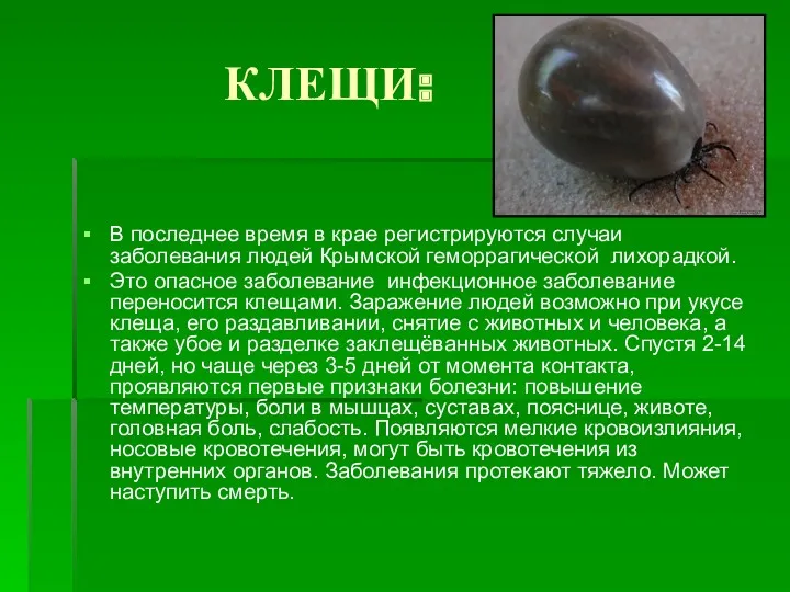 КЛЕЩИ: В последнее время в крае регистрируются случаи заболевания людей Крымской геморрагической лихорадкой.