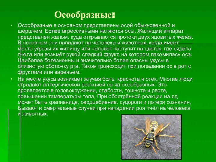 Осообразные: Осообразные в основном представлены осой обыкновенной и шершнем. Более агрессивными являются осы.