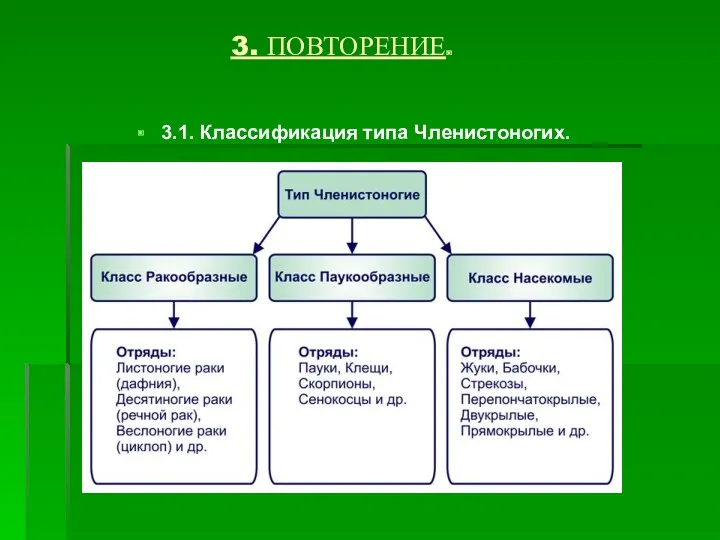 3. ПОВТОРЕНИЕ. 3.1. Классификация типа Членистоногих.