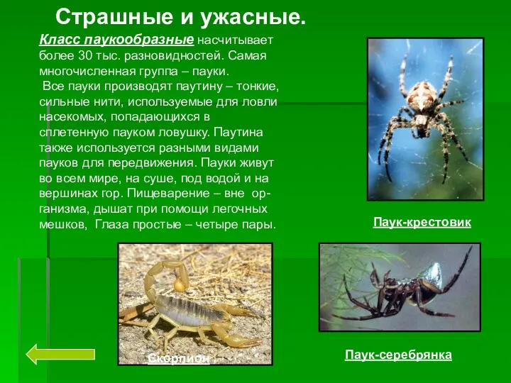 Страшные и ужасные. Паук-крестовик Скорпион Паук-серебрянка Класс паукообразные насчитывает более 30 тыс. разновидностей.