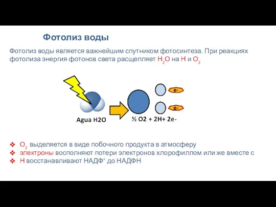 Фотолиз воды Фотолиз воды является важнейшим спутником фотосинтеза. При реакциях