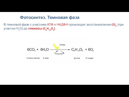 Фотосинтез. Темновая фаза В темновой фазе с участием АТФ и