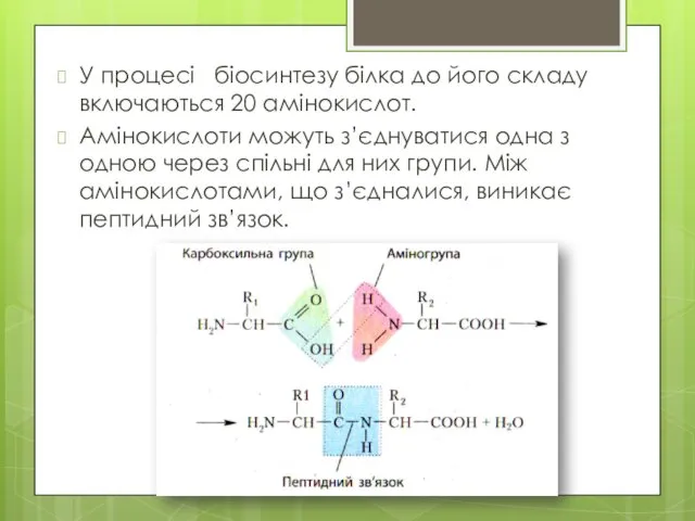 У процесі біосинтезу білка до його складу включаються 20 амінокислот.