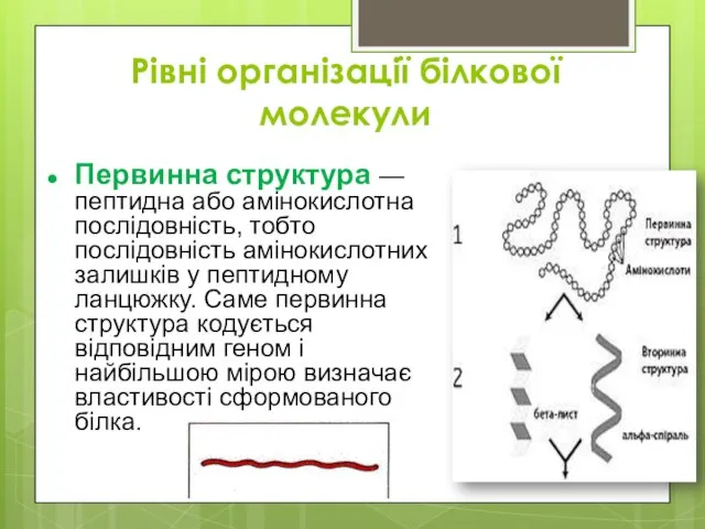 Рівні організації білкової молекули Первинна структура — пептидна або амінокислотна