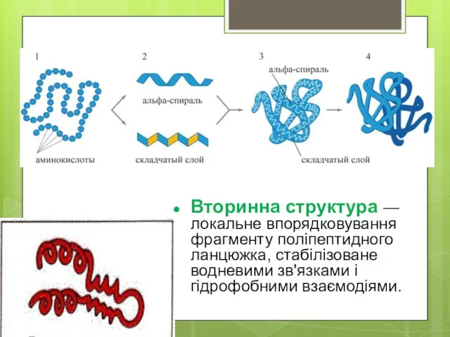 Вторинна структура — локальне впорядковування фрагменту поліпептидного ланцюжка, стабілізоване водневими зв'язками і гідрофобними взаємодіями.