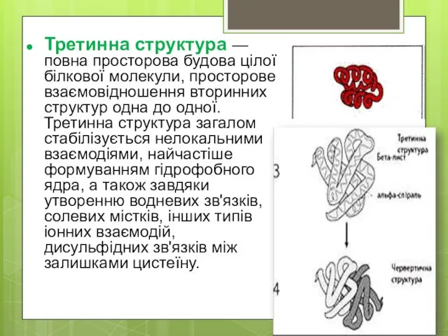 Третинна структура — повна просторова будова цілої білкової молекули, просторове