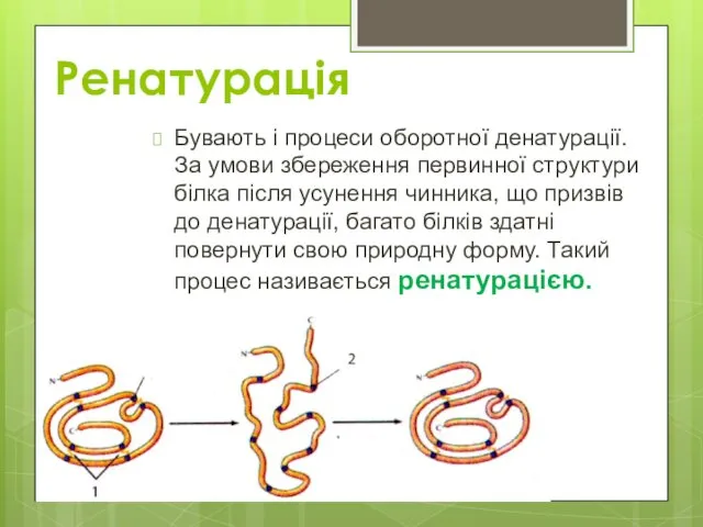 Ренатурація Бувають і процеси оборотної денатурації. За умови збереження первинної