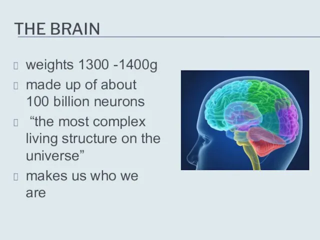 THE BRAIN weights 1300 -1400g made up of about 100