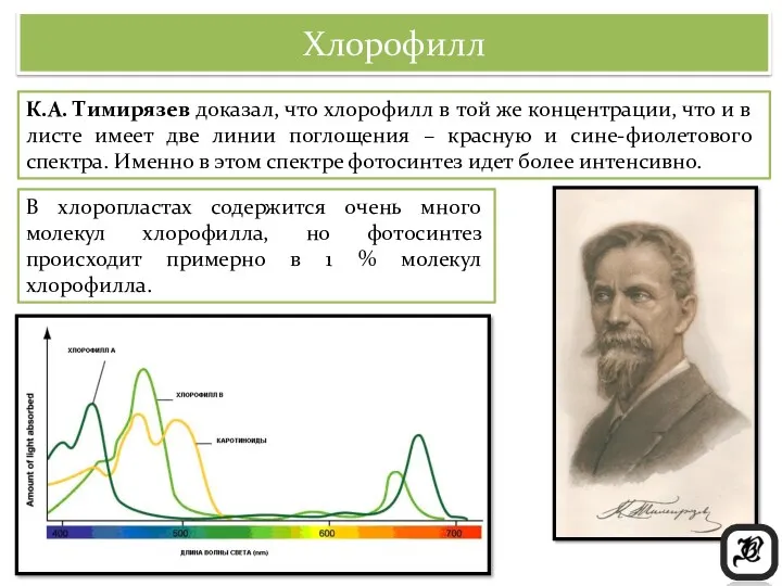Хлорофилл К.А. Тимирязев доказал, что хлорофилл в той же концентрации,