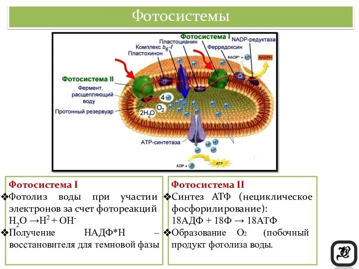 Фотосистемы Фотосистема II Синтез АТФ (нециклическое фосфорилирование): 18АДФ + 18Ф