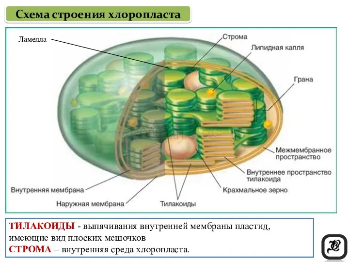 Схема строения хлоропласта ТИЛАКОИДЫ - выпячивания внутренней мембраны пластид, имеющие