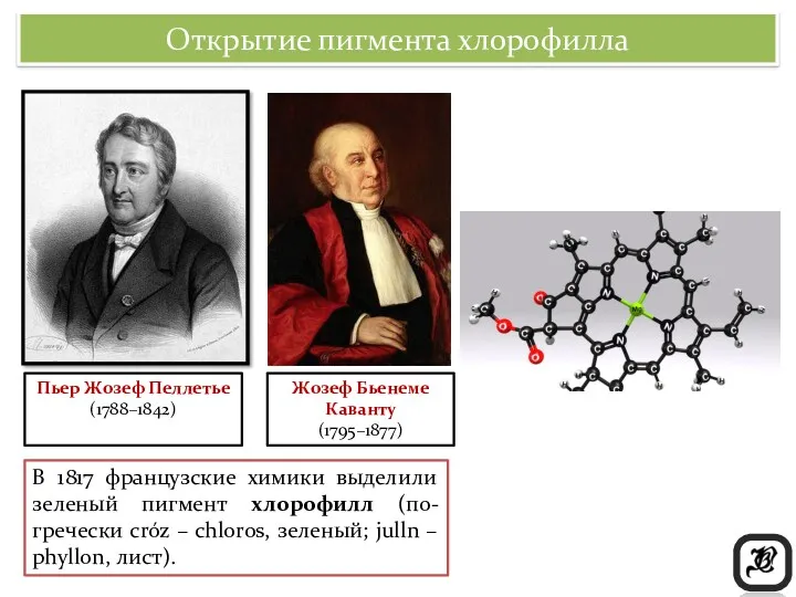Открытие пигмента хлорофилла В 1817 французские химики выделили зеленый пигмент