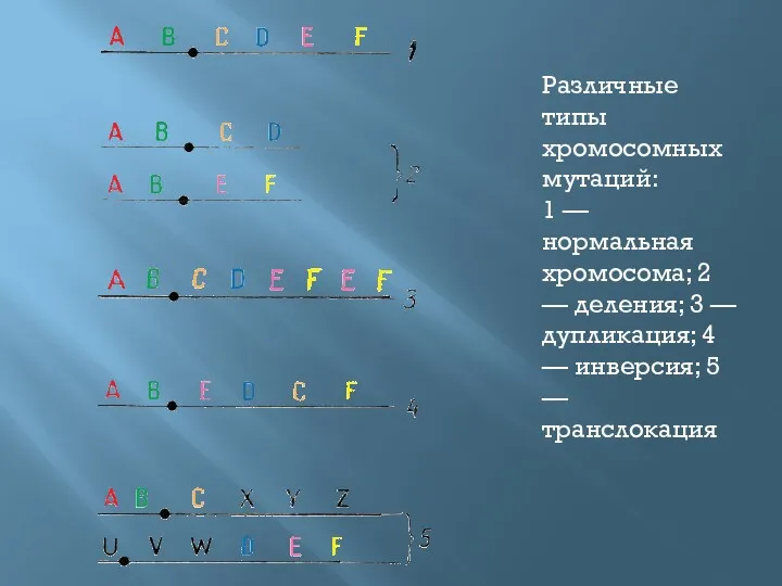 Различные типы хромосомных мутаций: 1 — нормальная хромосома; 2 — деления; 3 —