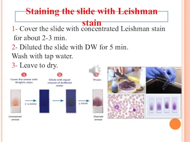 1- Cover the slide with concentrated Leishman stain for about