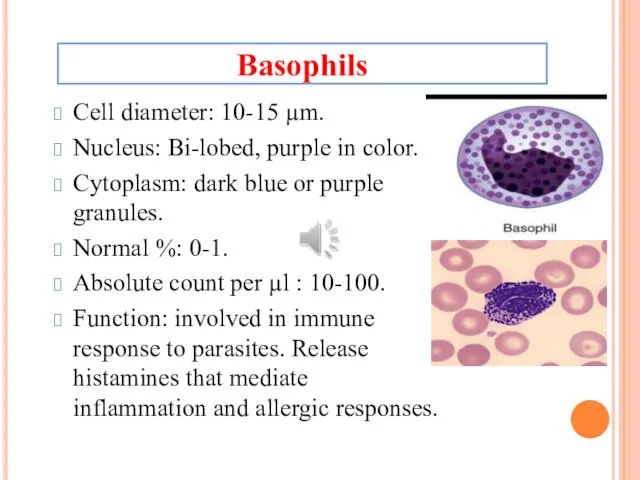 Cell diameter: 10-15 µm. Nucleus: Bi-lobed, purple in color. Cytoplasm: