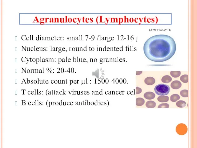 Cell diameter: small 7-9 /large 12-16 µm. Nucleus: large, round