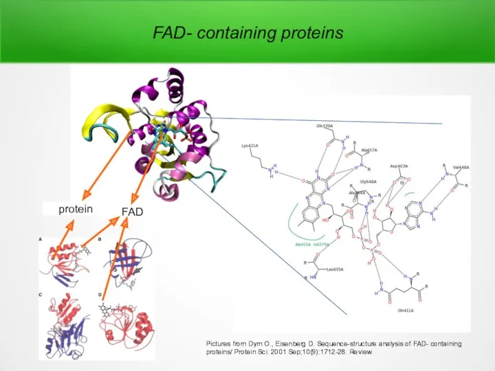 protein FAD Pictures from Dym O., Eisenberg D. Sequence-structure analysis