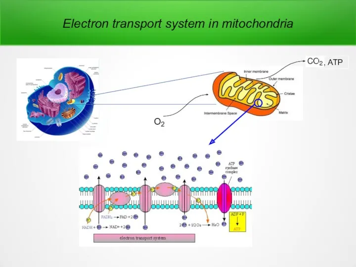 , ATP Electron transport system in mitochondria
