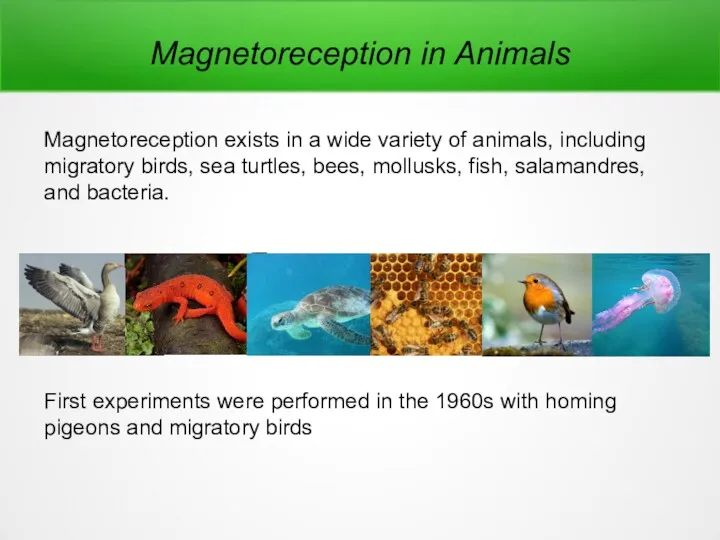 Magnetoreception in Animals Magnetoreception exists in a wide variety of