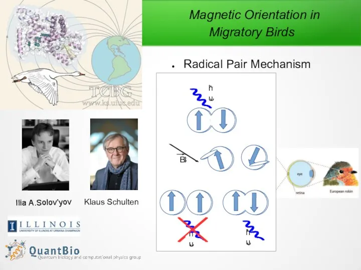 Magnetic Orientation in Migratory Birds Radical Pair Mechanism Klaus Schulten