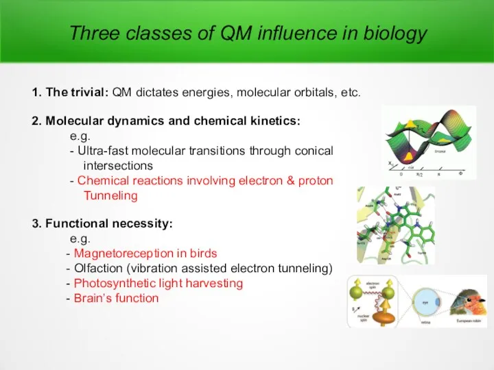 Three classes of QM influence in biology 1. The trivial: