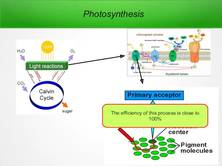 Photosynthesis The efficiency of this process is close to 100%