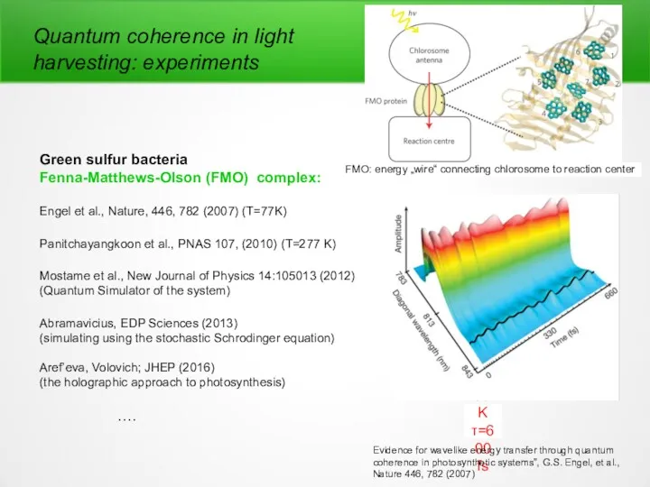Quantum coherence in light harvesting: experiments Green sulfur bacteria Fenna-Matthews-Olson