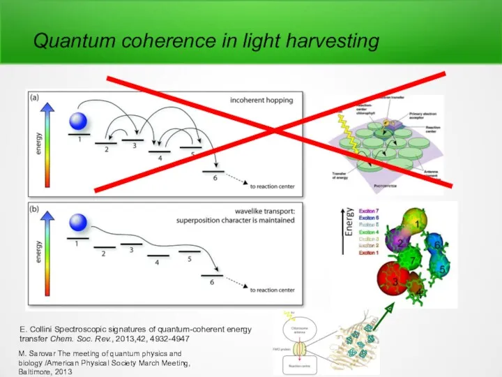 Quantum coherence in light harvesting E. Collini Spectroscopic signatures of