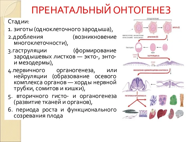 Стадии: 1. зиготы (одноклеточного зародыша), 2.дробления (возникновение многоклеточности), 3.гаструляции (формирование