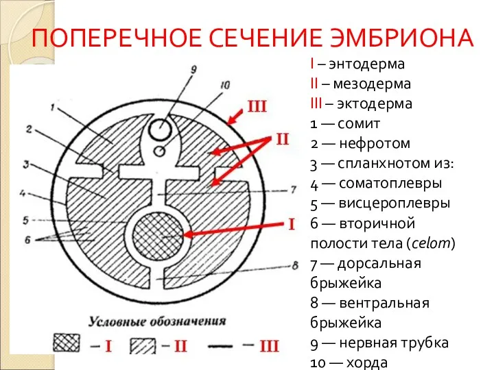 ПОПЕРЕЧНОЕ СЕЧЕНИЕ ЭМБРИОНА I – энтодерма II – мезодерма III