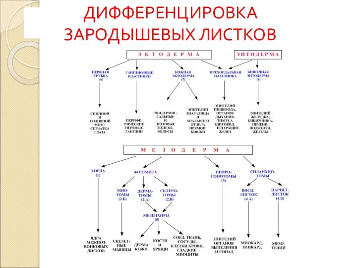 ДИФФЕРЕНЦИРОВКА ЗАРОДЫШЕВЫХ ЛИСТКОВ