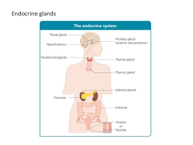 Endocrine glands