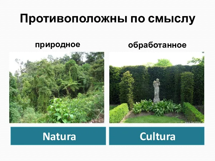 Противоположны по смыслу Natura Cultura природное обработанное