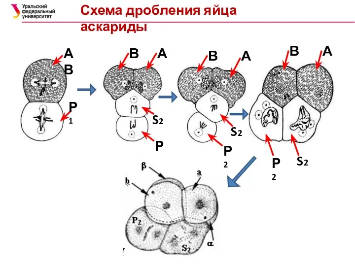 Схема дробления яйца аскариды