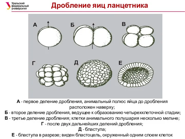 Дробление яиц ланцетника А - первое деление дробления, анимальный полюс