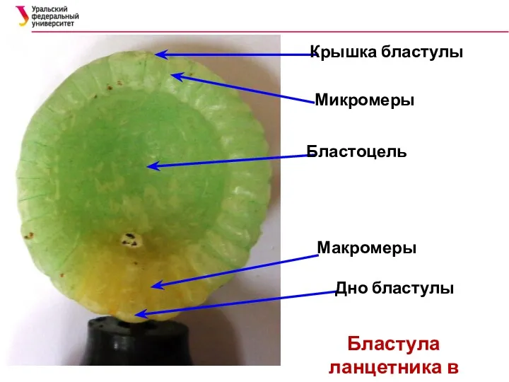 Крышка бластулы Микромеры Бластоцель Макромеры Дно бластулы Бластула ланцетника в разрезе (целобластула)