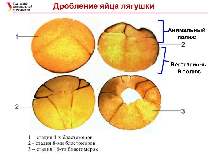 Дробление яйца лягушки Анимальный полюс Вегетативный полюс