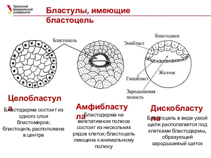 Бластулы, имеющие бластоцель Целобластула Дискобластула Амфибластула Бластодерма состоит из одного