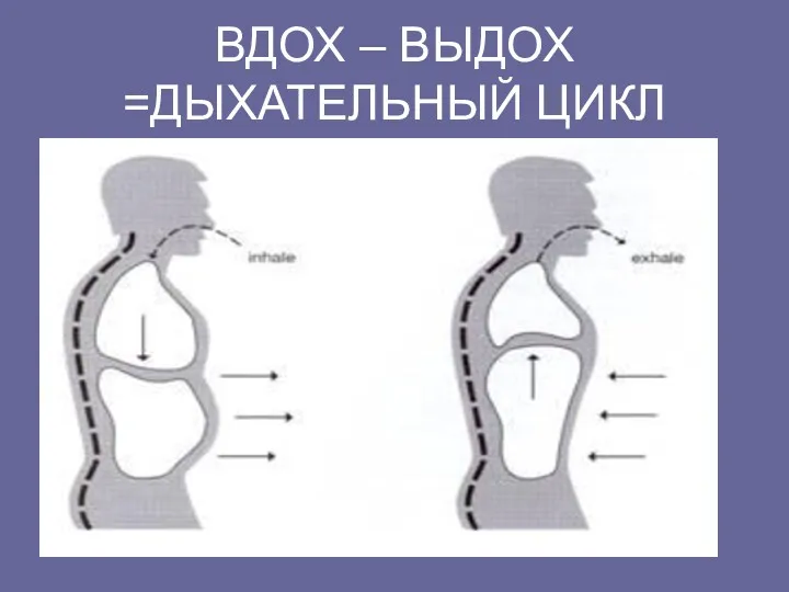 ВДОХ – ВЫДОХ =ДЫХАТЕЛЬНЫЙ ЦИКЛ