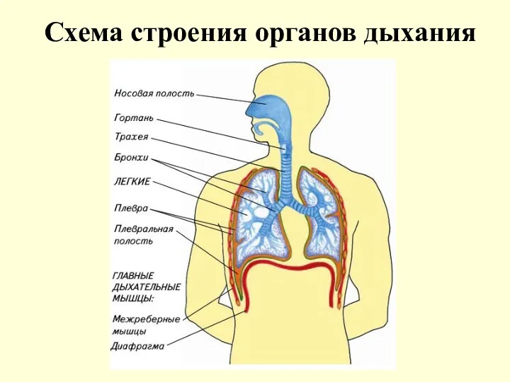 Схема строения органов дыхания